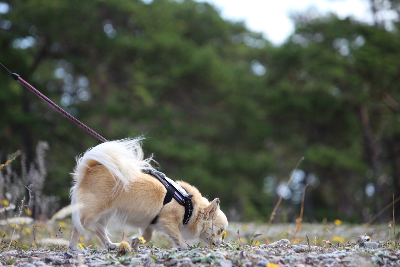 Nosework